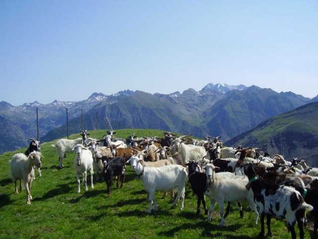 Ganado en Panticosa